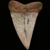 Mako Shark Tooth, CA Shark Tooth Hill Prehistoric Online