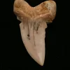 Mako Shark Tooth, CA Shark Tooth Hill Prehistoric Online