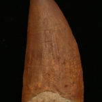 Carcharodontosaurus tooth, Morocco, Massive 4 inch Prehistoric Online