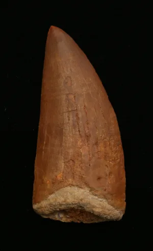 Carcharodontosaurus tooth, Morocco Massive 4 inch Prehistoric Online