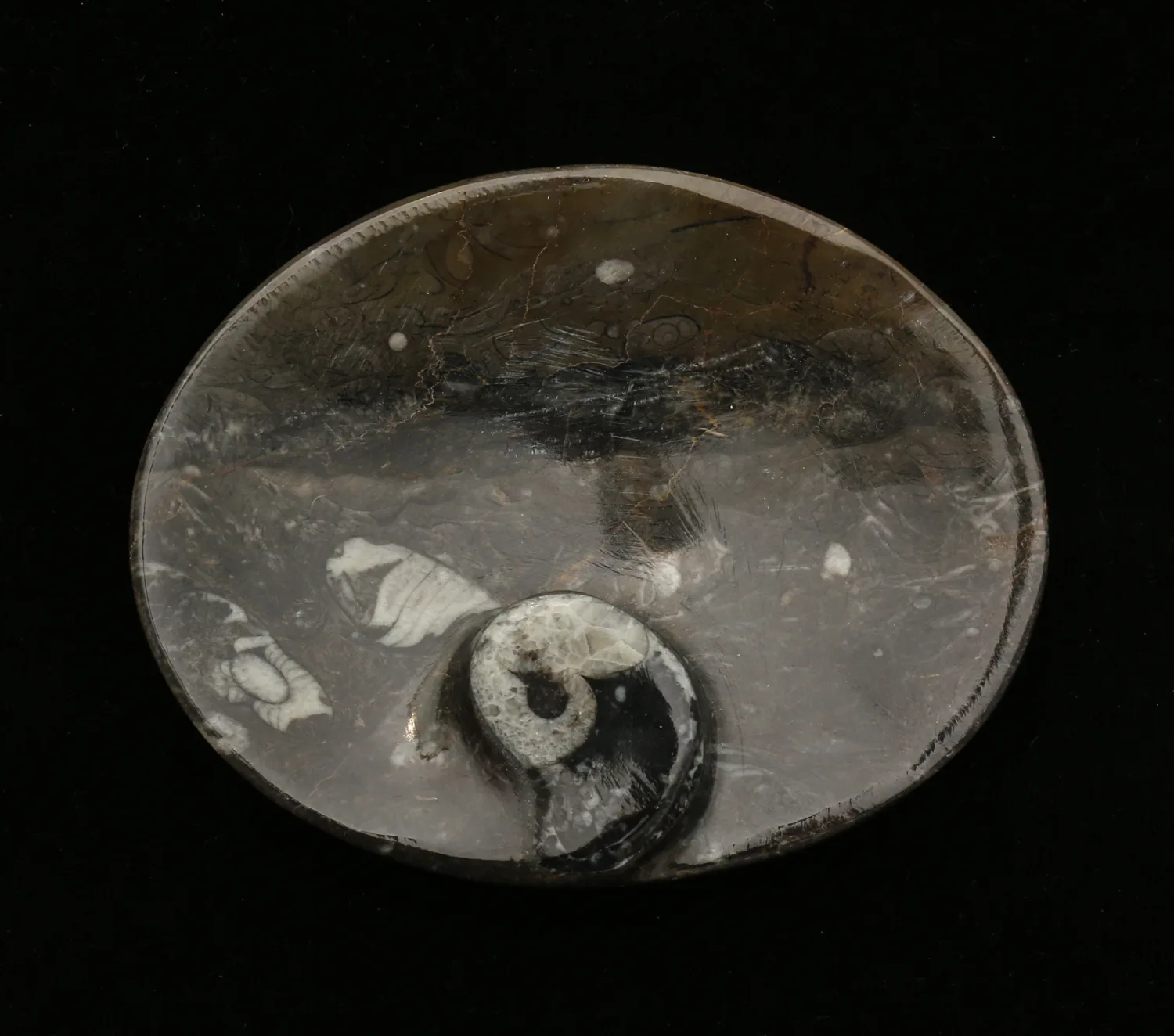 Goniatite Ammonite, Morocco   Decorative dish 5×3" Prehistoric Online