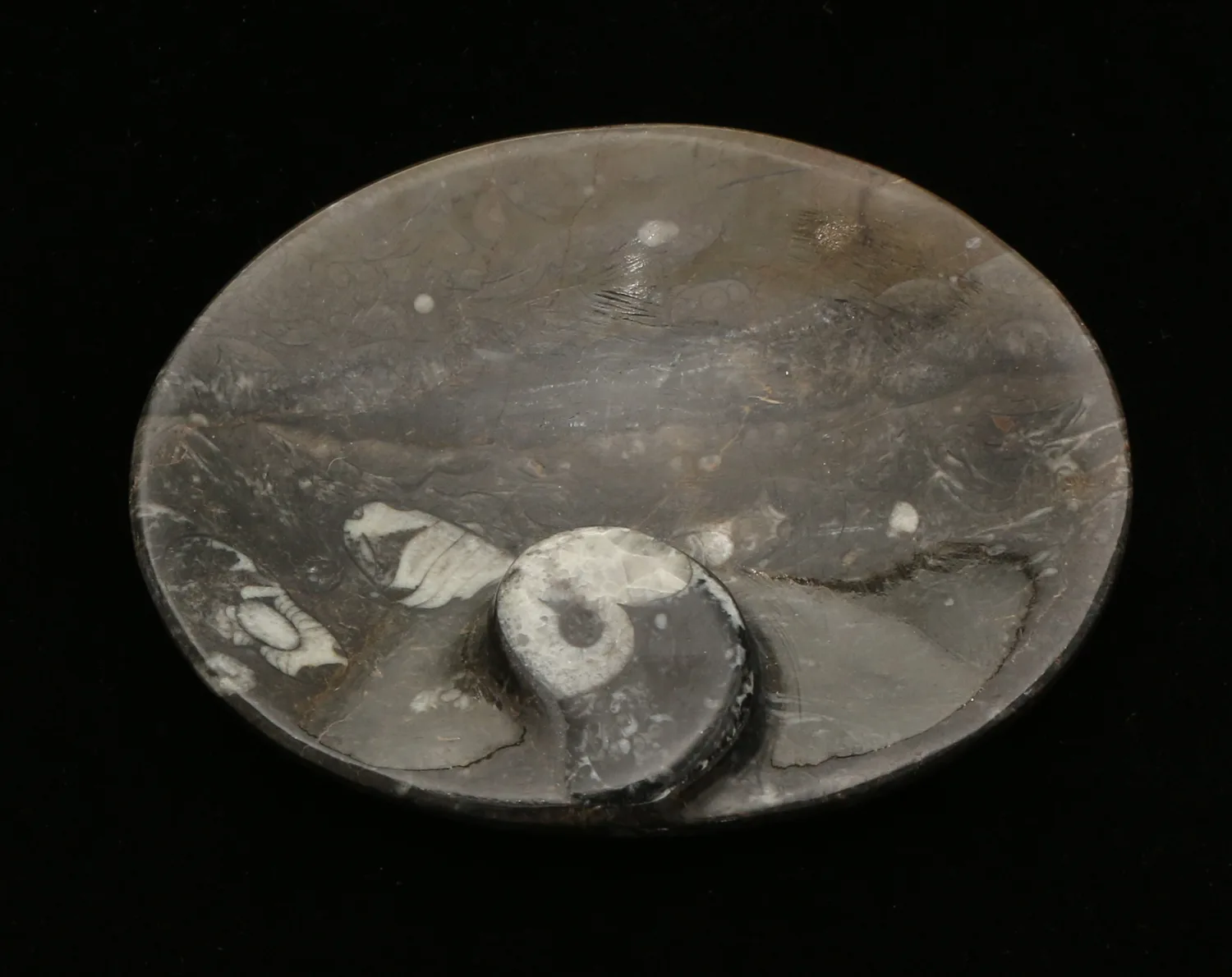 Goniatite Ammonite, Morocco   Decorative dish 5×3" Prehistoric Online