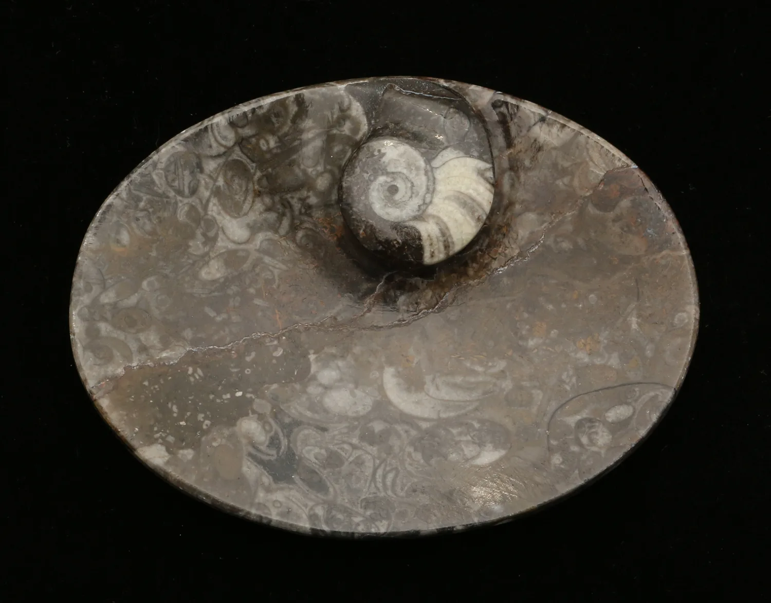 Goniatite Ammonite, Morocco, Decorative dish 5×3 Prehistoric Online
