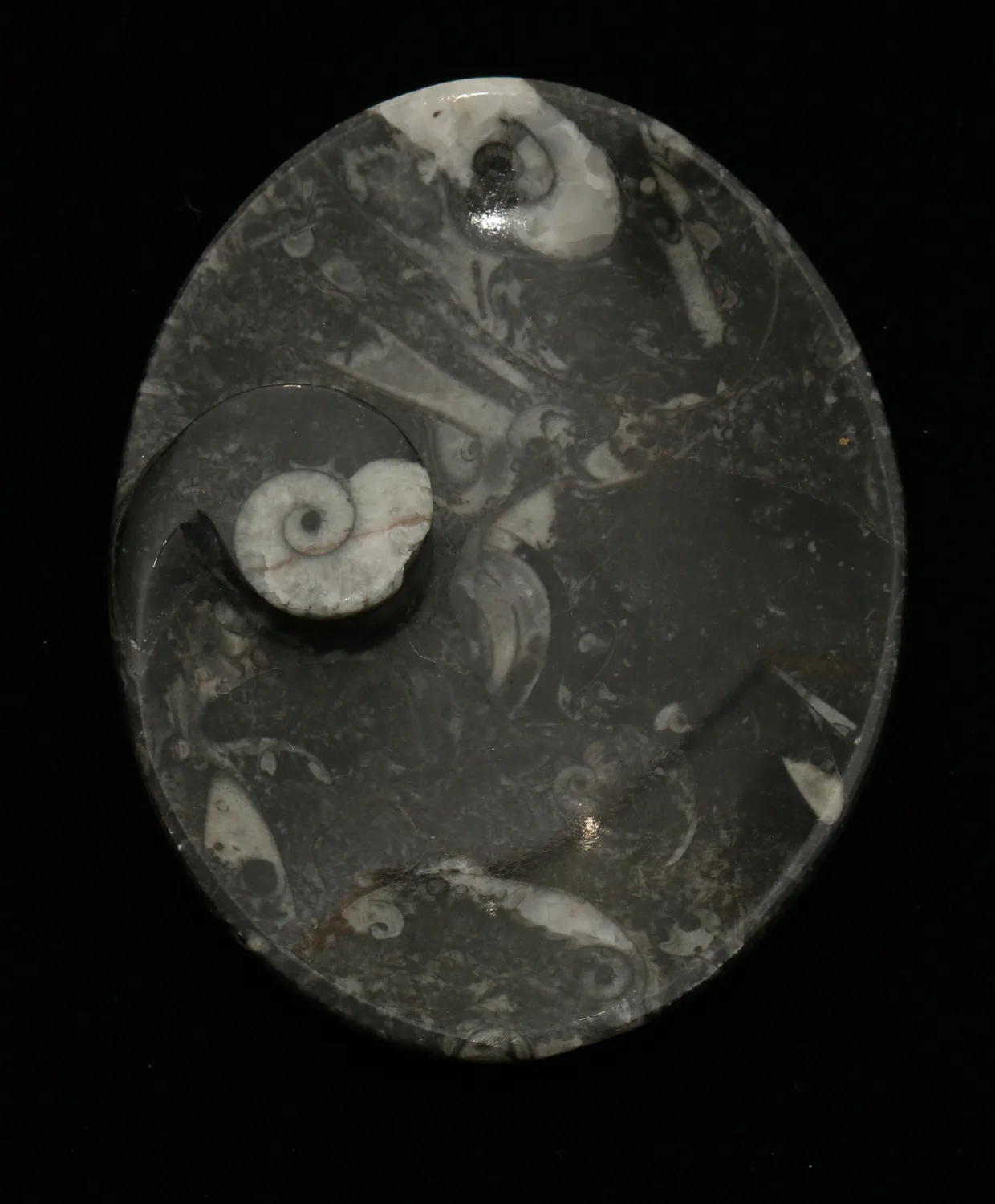 Goniatite Ammonite, Morocco, Decorative dish 5×3″ Prehistoric Online