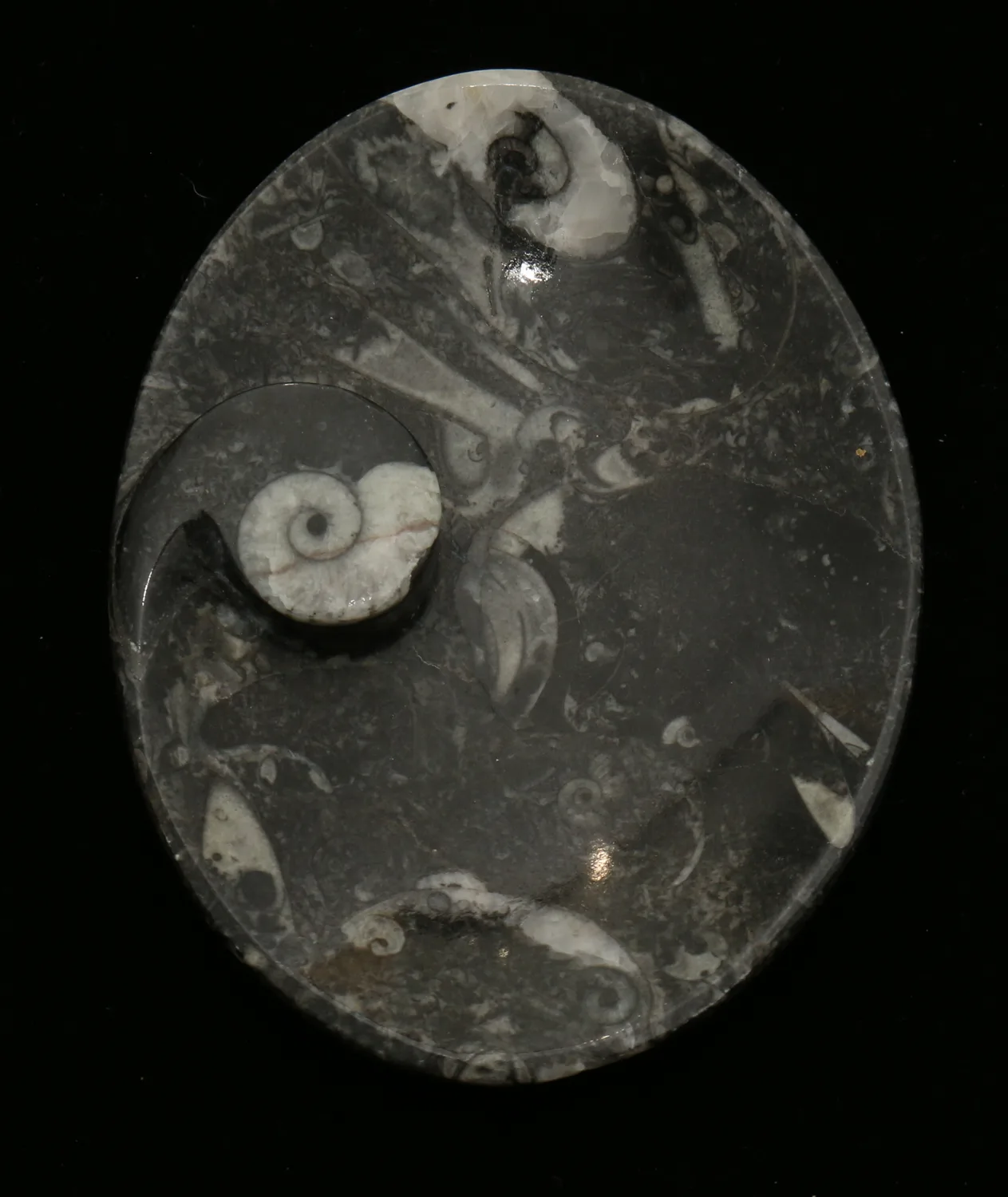 Goniatite Ammonite, Morocco, Decorative dish 5×3″ Prehistoric Online