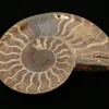 Cleoniceras Cleon Ammonite, Madagascar   3×3" 100 MYO Prehistoric Online
