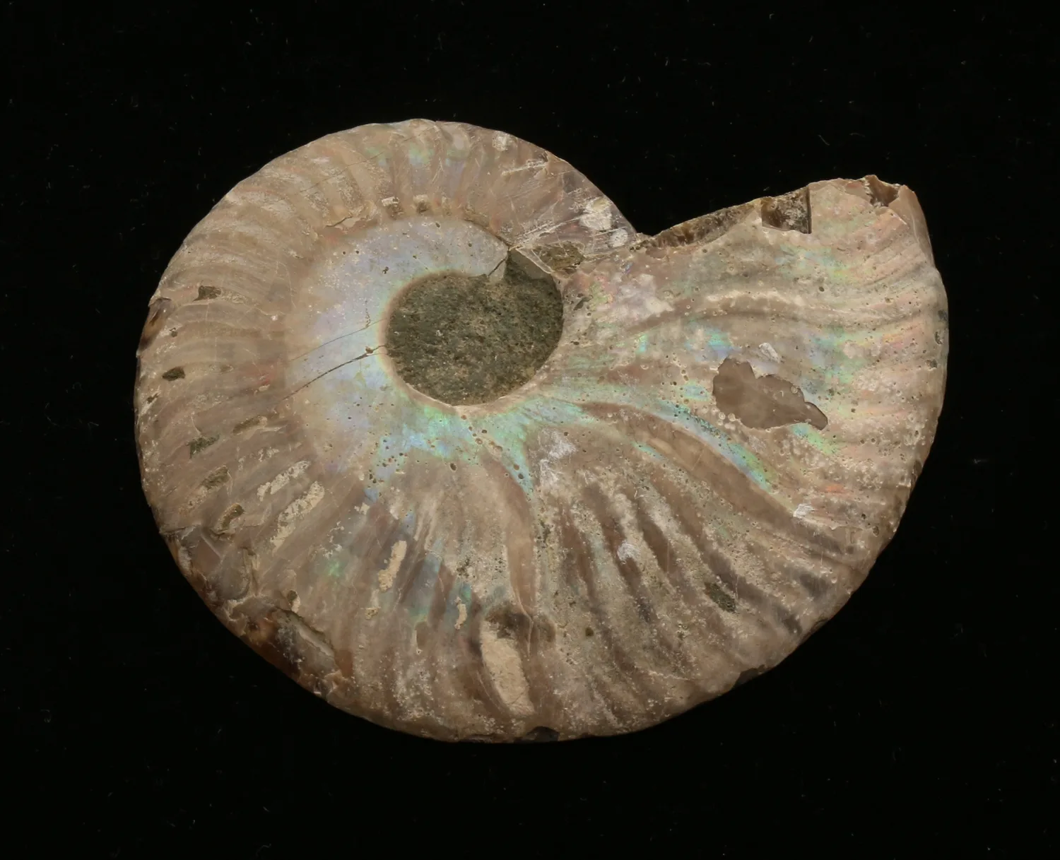 Cleoniceras Cleon Ammonite, Madagascar, 3×3, 100 MYO Prehistoric Online