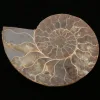 Cleoniceras Cleon Ammonite, Madagascar 3×3" 100 MYO Prehistoric Online