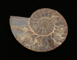 Cleoniceras Cleon Ammonite, Madagascar 3×3" 100 MYO Prehistoric Online