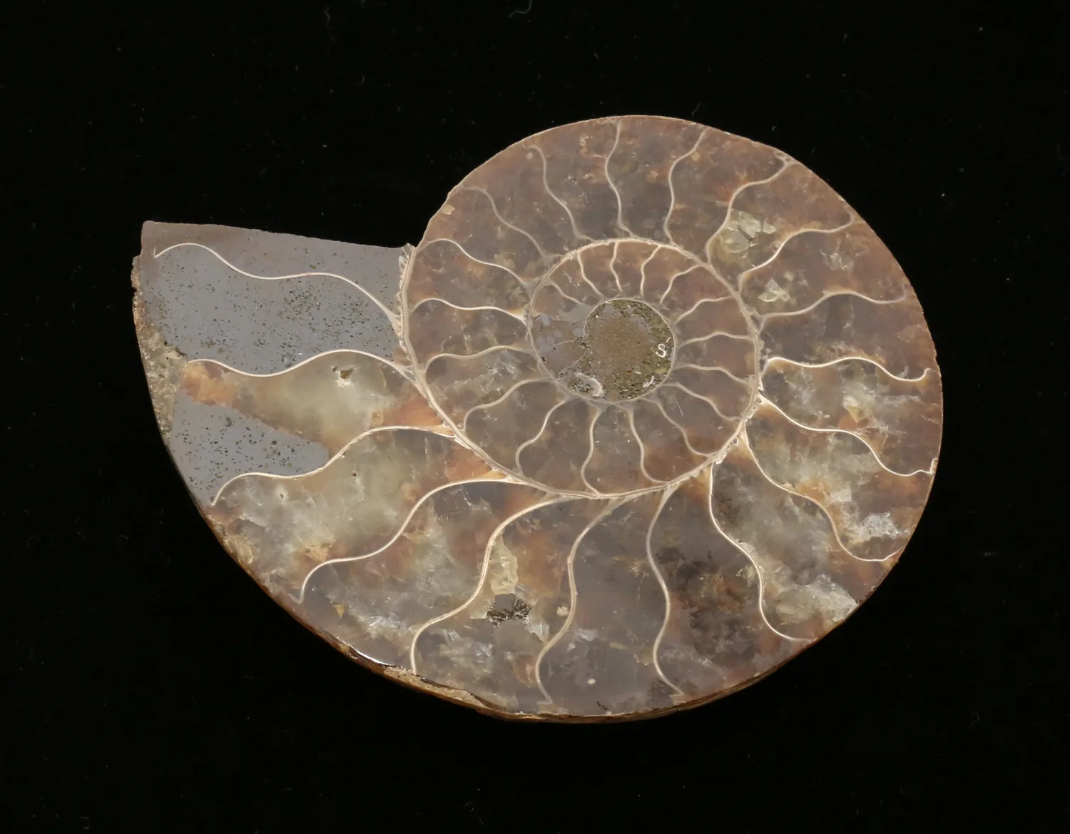Cleoniceras Cleon Ammonite, Madagascar 3×3, 100 MYO Prehistoric Online