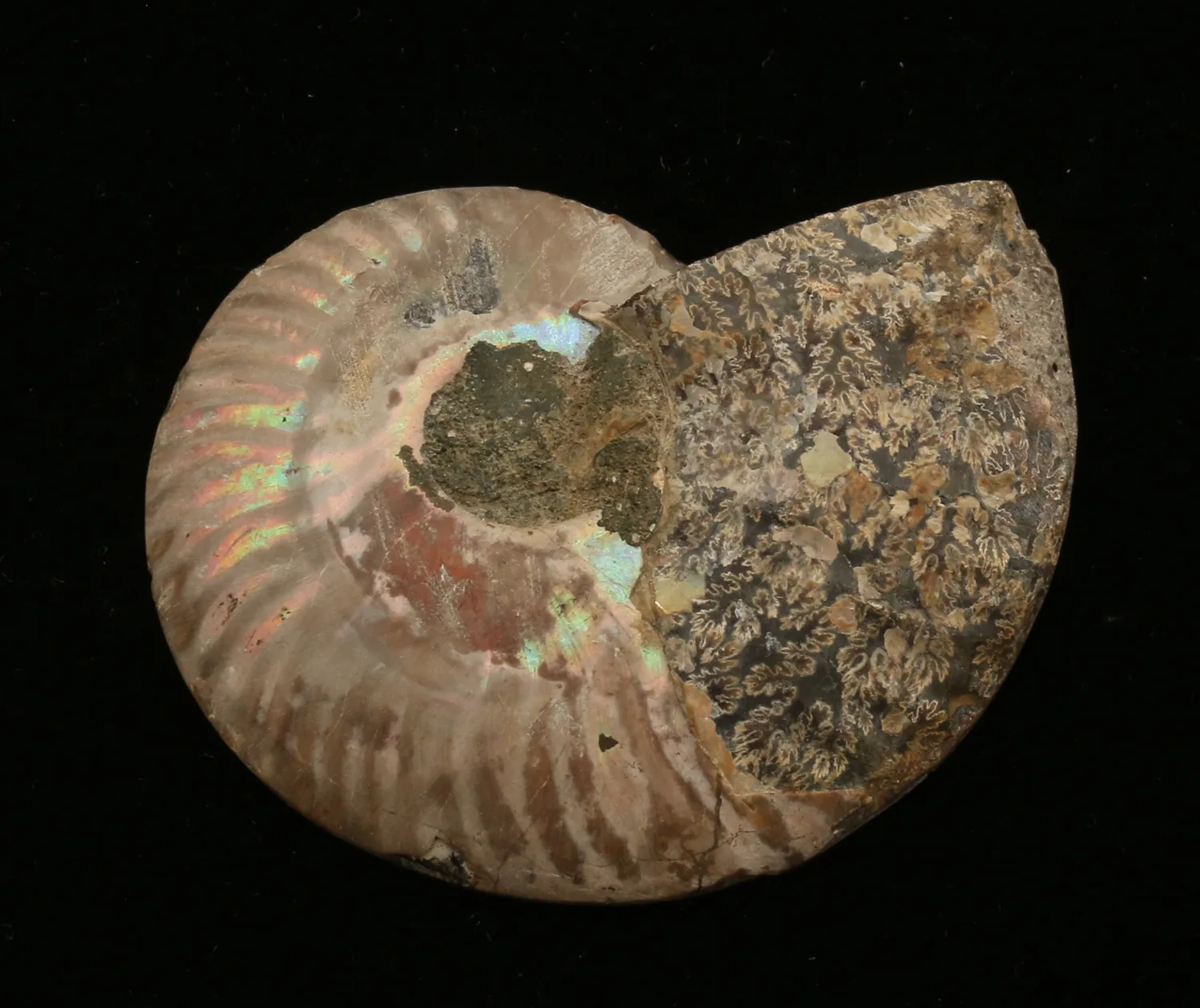 Cleoniceras Cleon Ammonite, Madagascar 3×3, 100 MYO Prehistoric Online