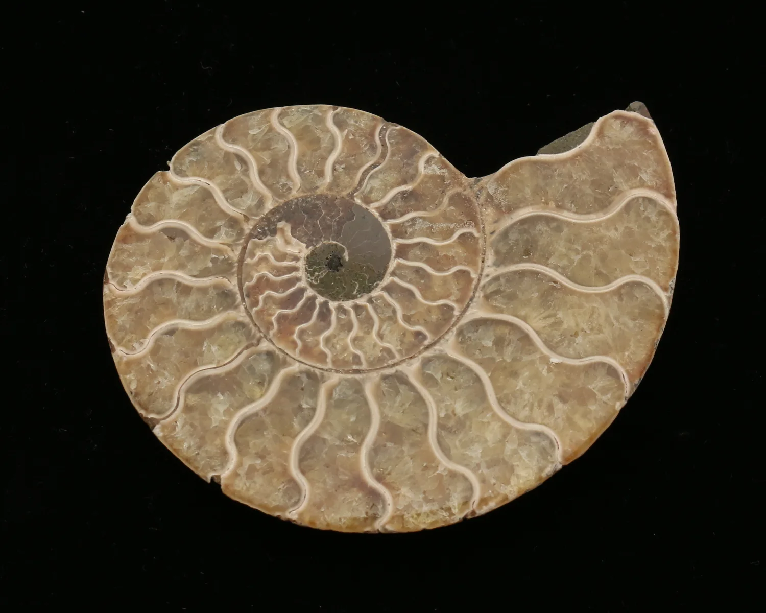 Cleoniceras Cleon Ammonite, Madagascar   3×3" 100 MYO Prehistoric Online