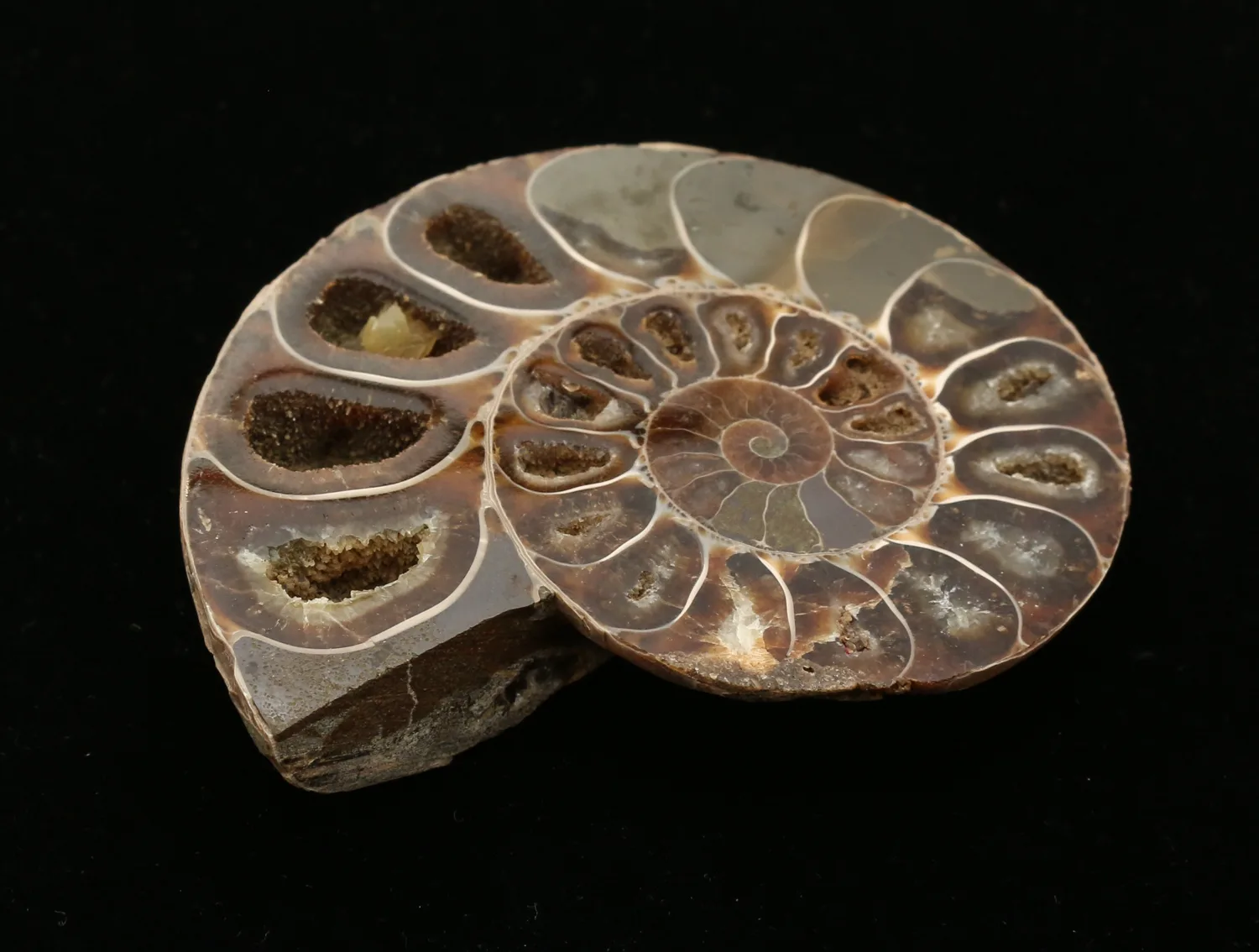Cleoniceras Cleon Ammonite, Madagascar, 3×3, 100 MYO Prehistoric Online
