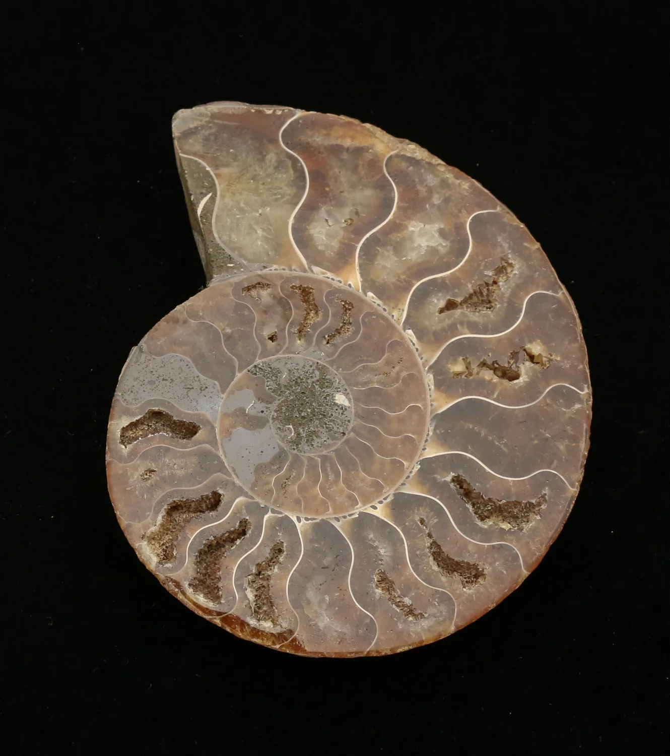 Ammonite, Madagascar, cleoniceras cleon Prehistoric Online