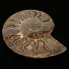 Ammonite, Madagascar Prehistoric Online
