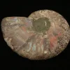 Ammonite, Madagascar Prehistoric Online