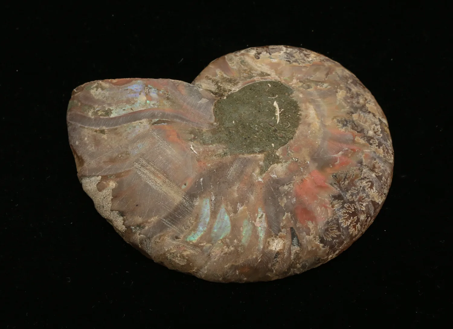 Ammonite, Madagascar, cleoniceras cleon Prehistoric Online