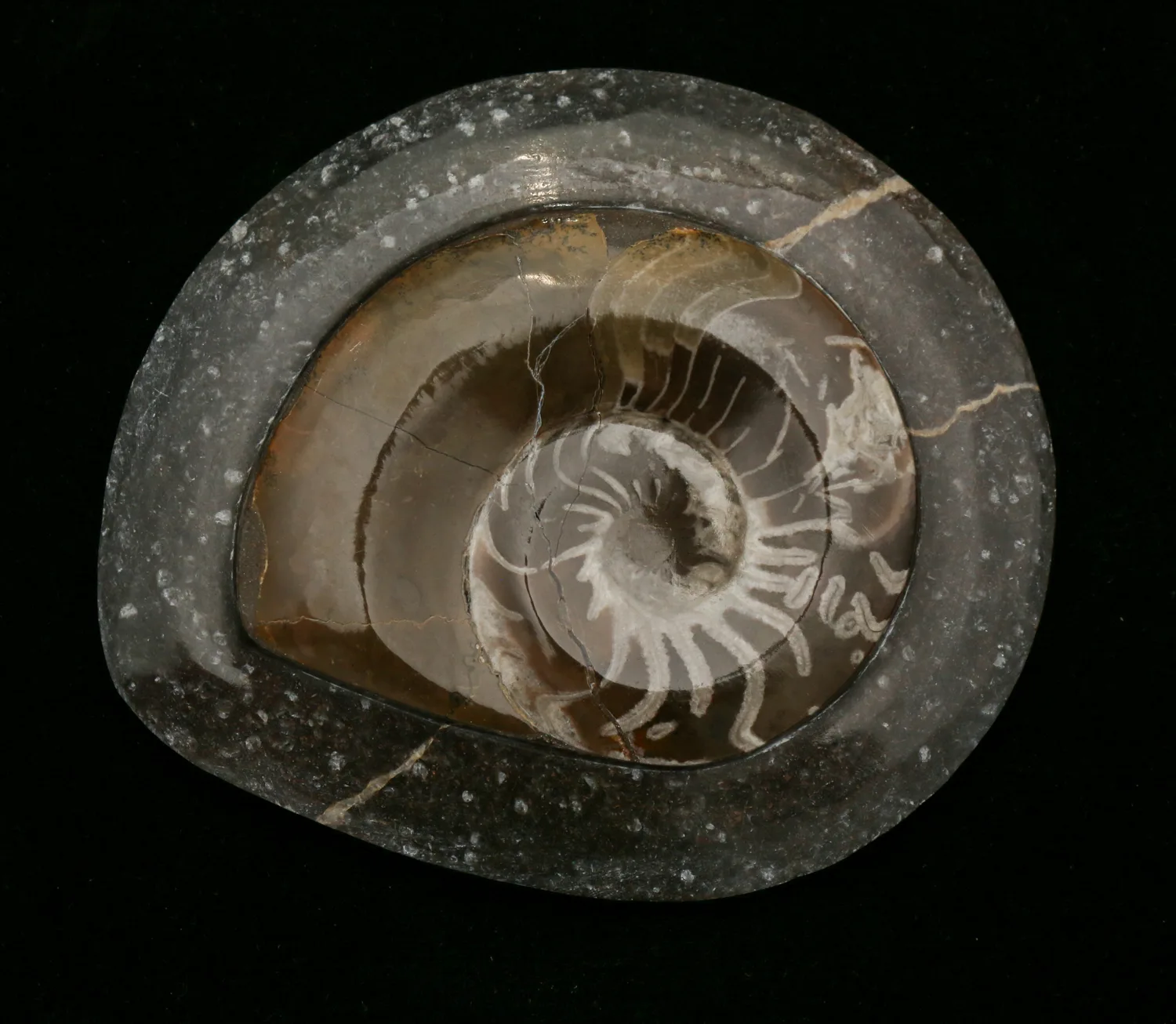 Goniatite Ammonite, Morocco Prehistoric Online