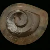 Goniatite Ammonite, Morocco Prehistoric Online