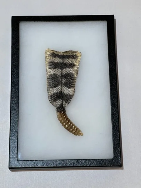 Rattlesnake skin with Rattle Very Large In Ryker Prehistoric Online