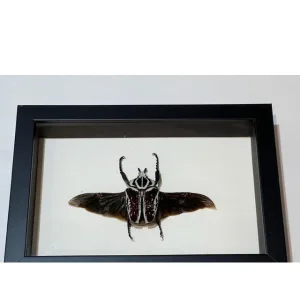 Golliath Beetle Wings spread, Framed Prehistoric Online