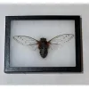 Giant Cicada In Riker Prehistoric Online