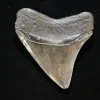 Megalodon Tooth  South Carolina Prehistoric Online