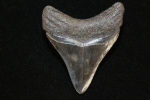 Megalodon Tooth  South Carolina Prehistoric Online