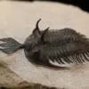 Walisoraps Trident Trilobite, Morocco Prehistoric Online