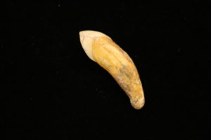 Cave Bear Canine Tooth, Europe Prehistoric Online