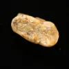 Cave Bear Molar w/Jaw, Europe Prehistoric Online