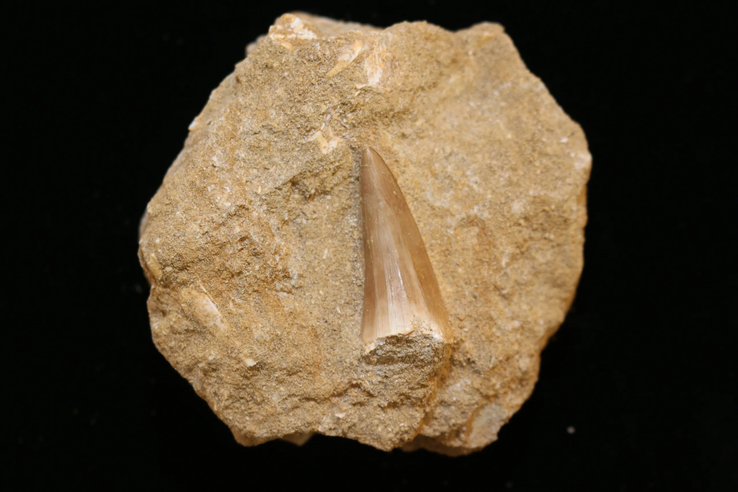 Mosasaur tooth, very high grade in natural matrix Prehistoric Online