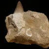 Mosasaur tooth in natural matrix, Morocco Prehistoric Online