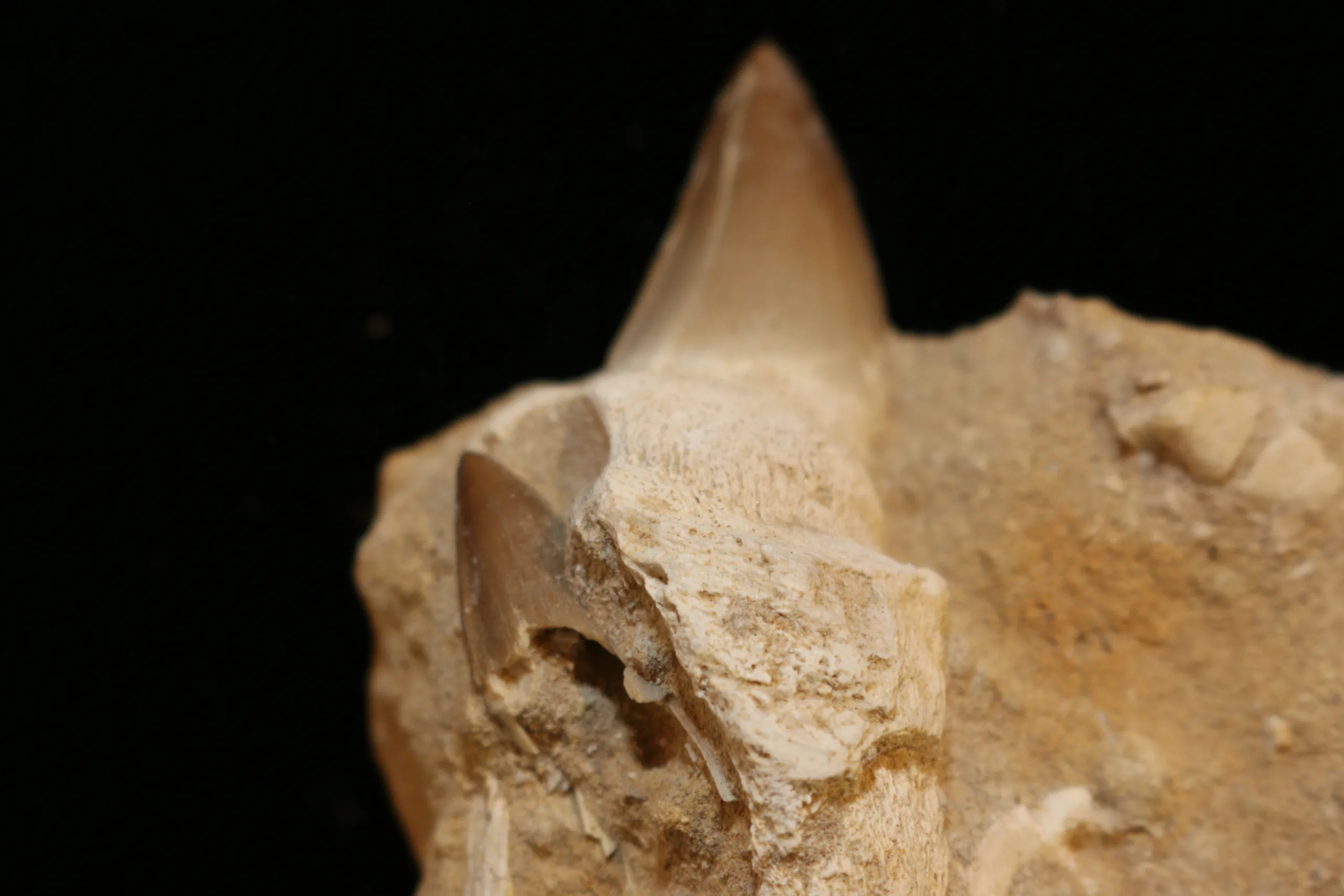 Mosasaur tooth in natural matrix, Morocco Prehistoric Online