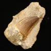 Mosasaur tooth in matrix, Morocco, 3 1/4 inch in sandstone Prehistoric Online