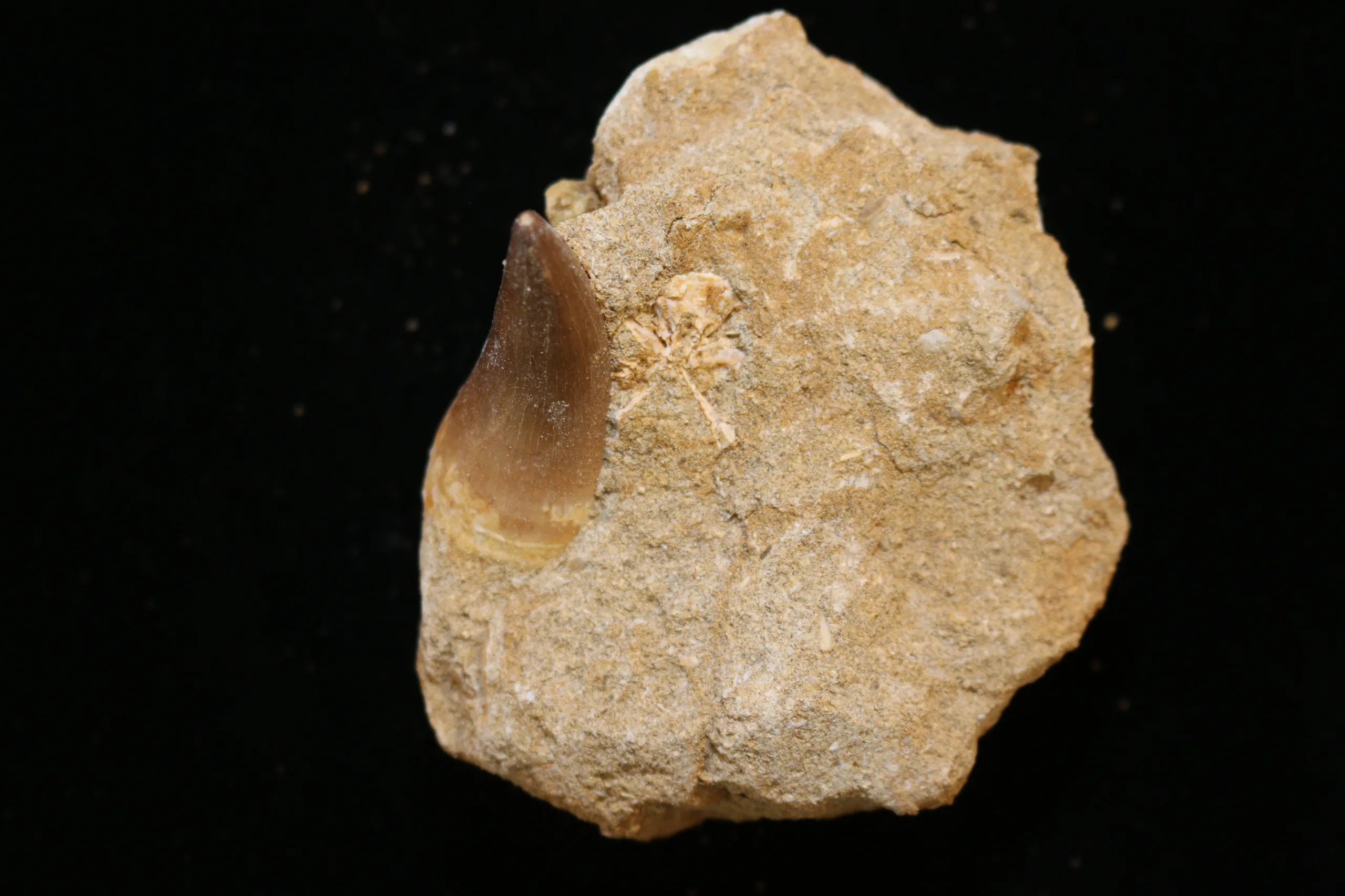 Mosasaur tooth in matrix, Morocco, Natural matrix Prehistoric Online