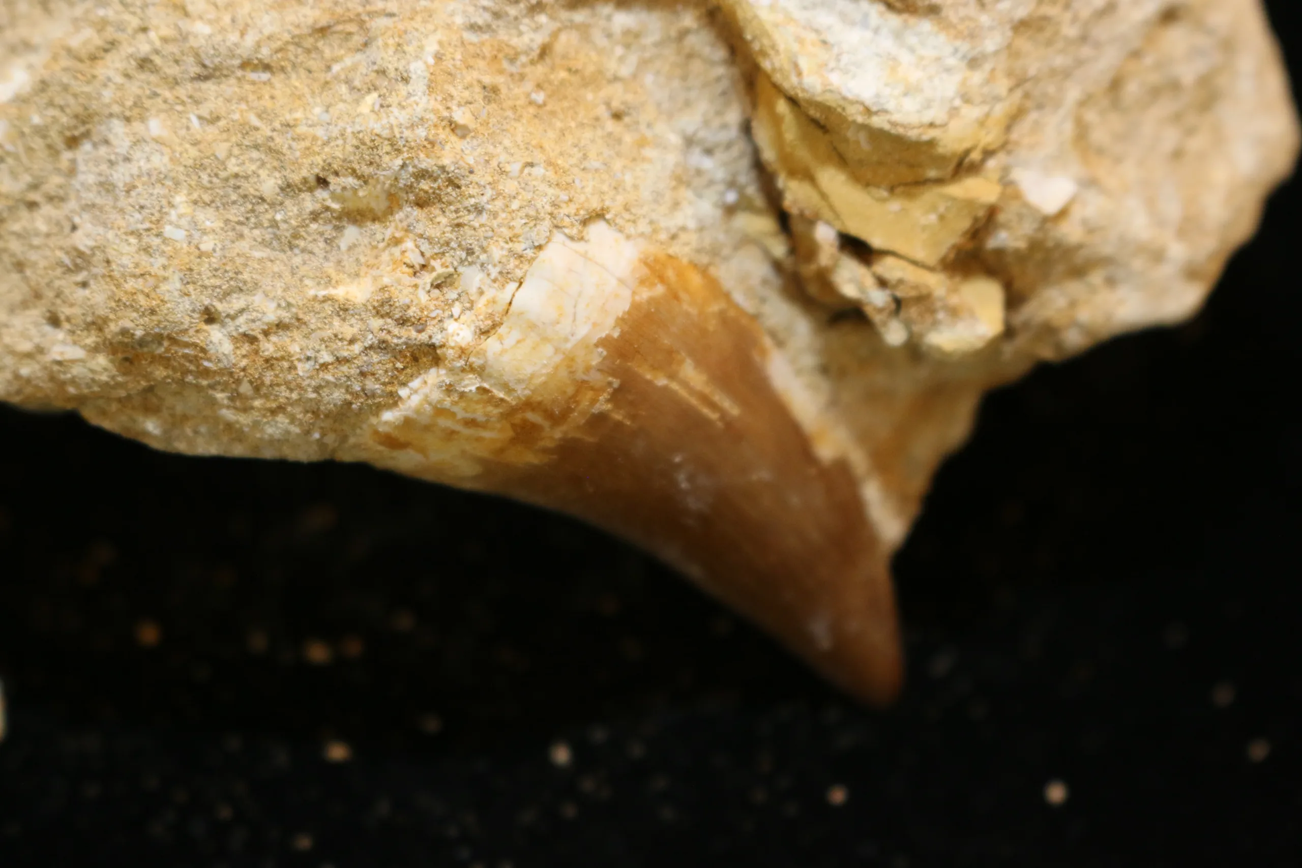 Mosasaur tooth in matrix, Morocco, Natural matrix Prehistoric Online