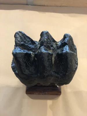 Mastodon Tooth   Florida Prehistoric Online