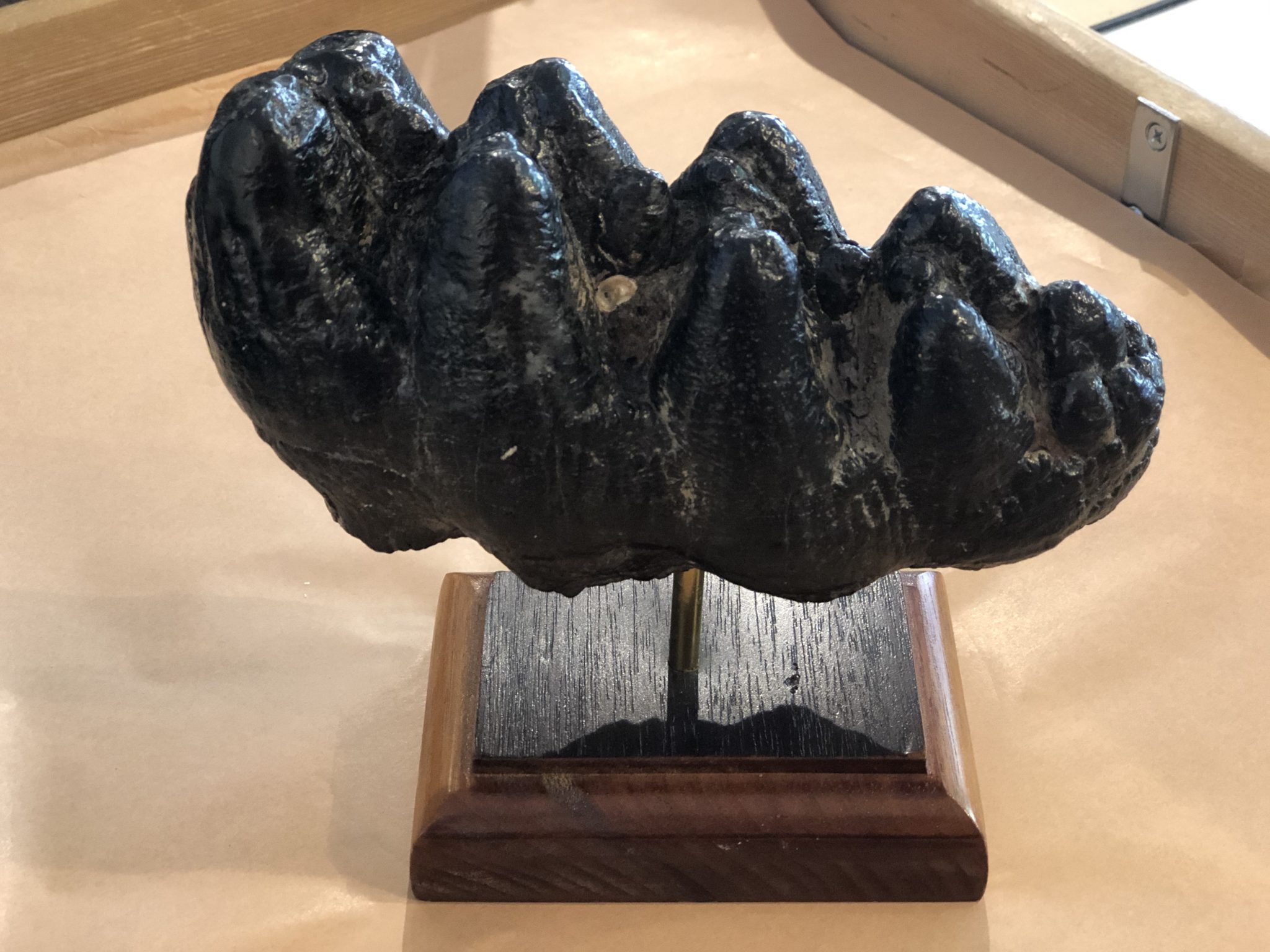 Mastodon Tooth, Florida Prehistoric Online