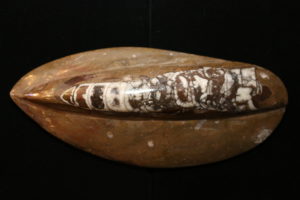 Orthoceras, Morocco 10.5×4.5 inch Prehistoric Online