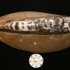 Orthoceras, Morocco 10.5×4.5 inch Prehistoric Online