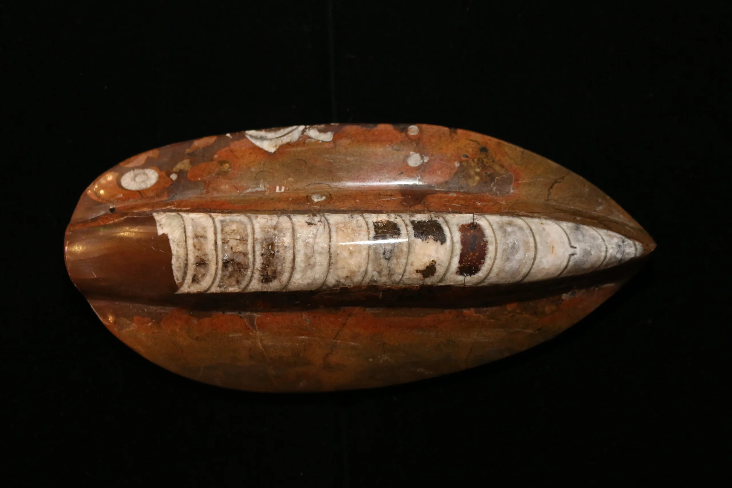 Orthoceras, Morocco 8.5×4 inch Prehistoric Online