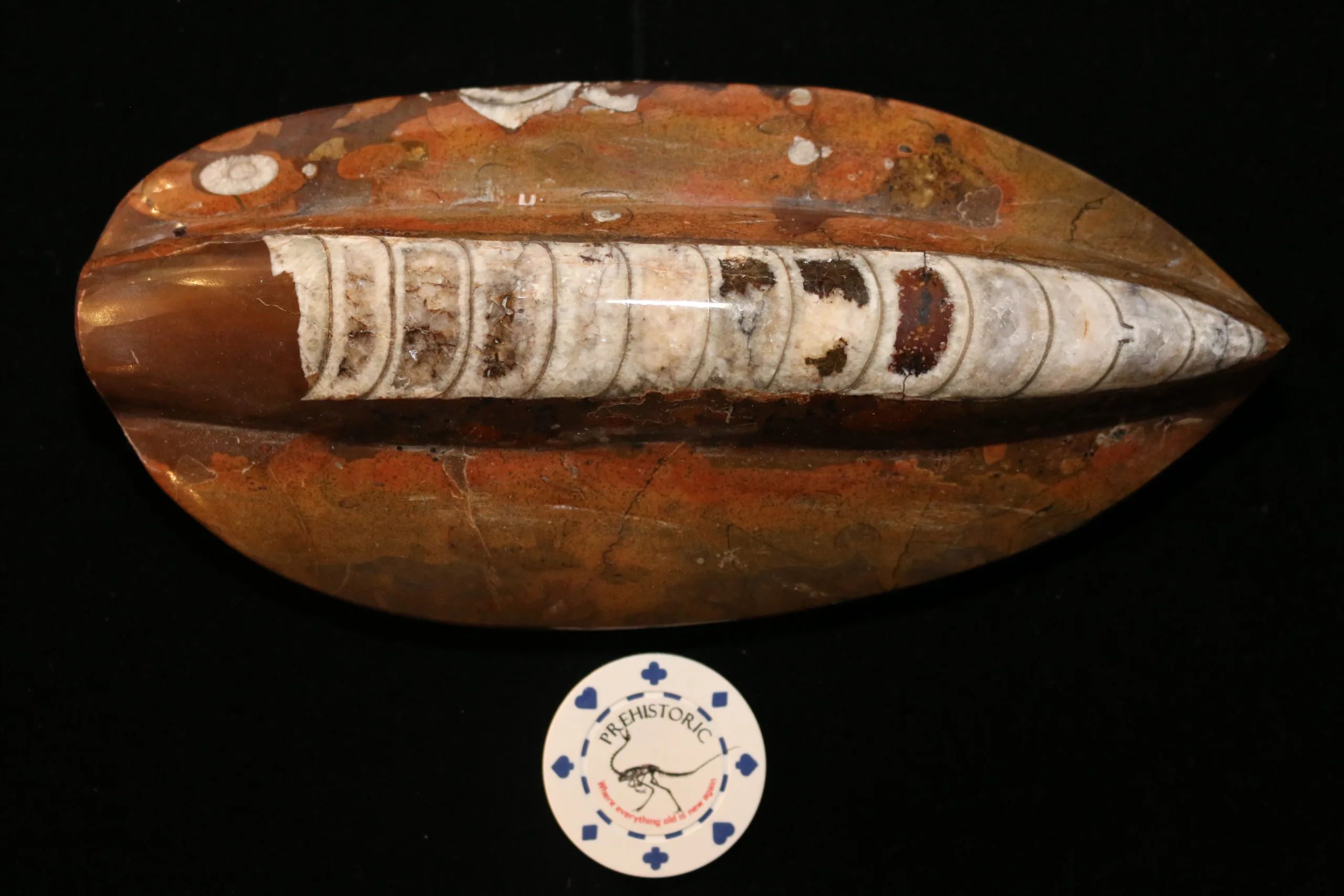 Orthoceras, Morocco 8.5×4 inch Prehistoric Online