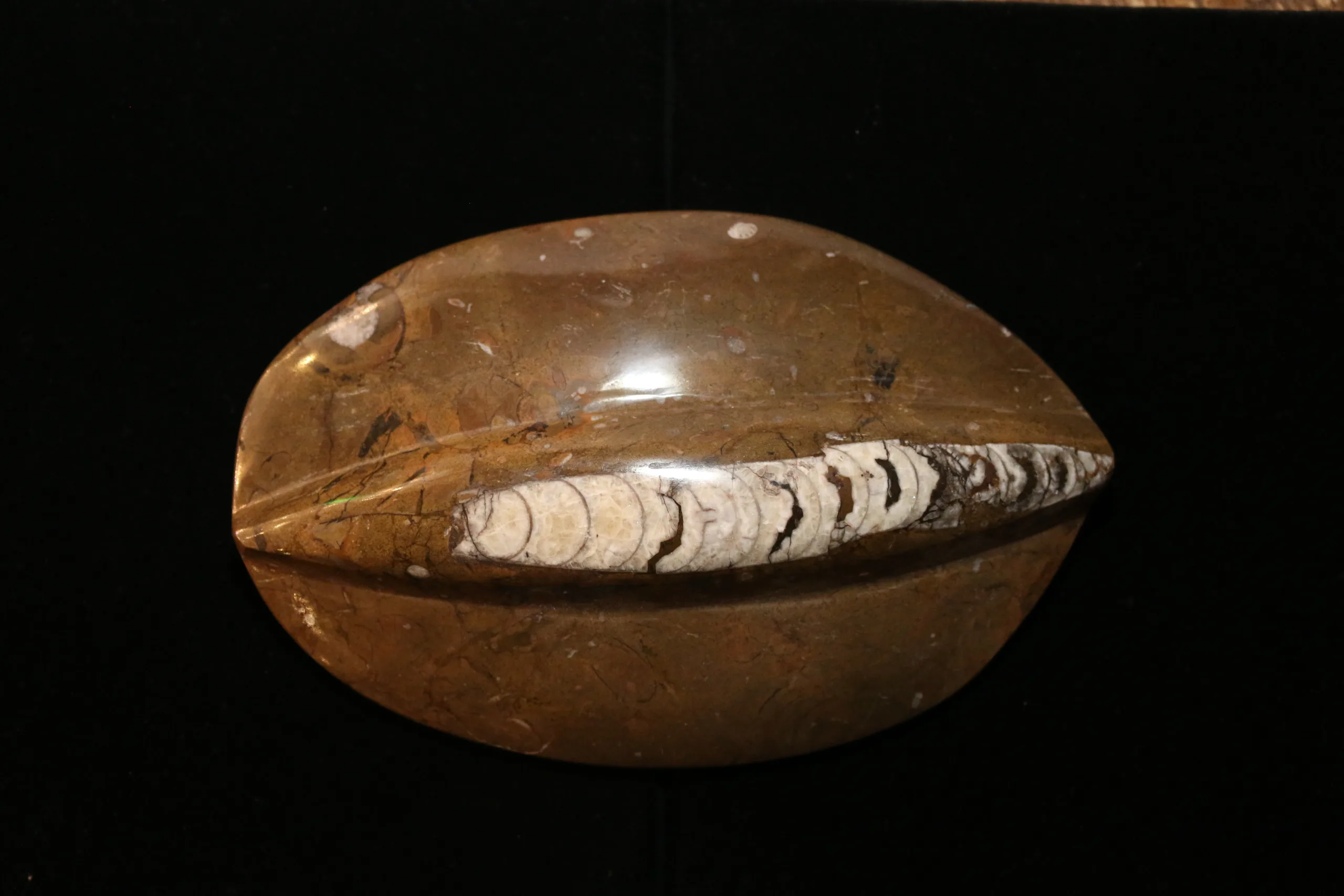 Orthoceras, Morocco 8×5.5 inch Prehistoric Online