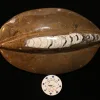 Orthoceras, Morocco 8×5.5 inch Prehistoric Online