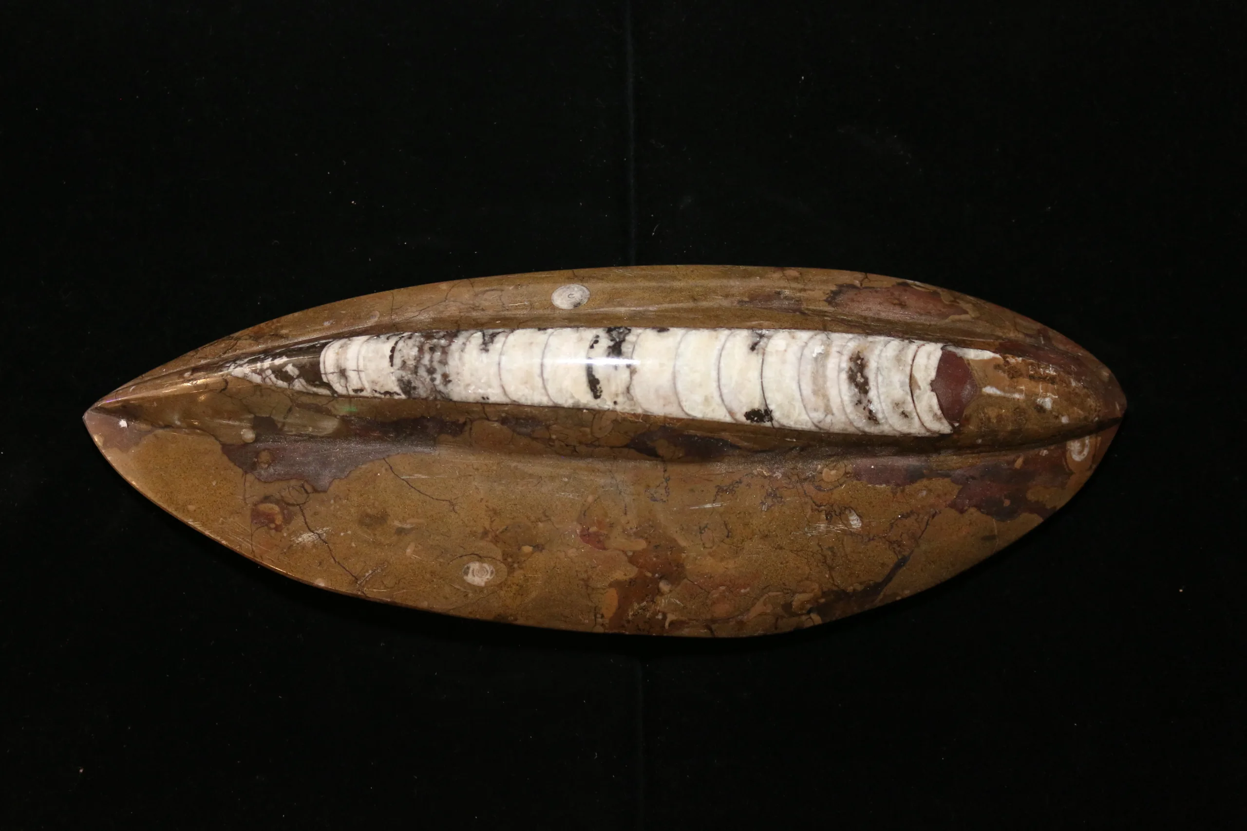 Orthoceras, Morocco 11.25×4 inch Prehistoric Online
