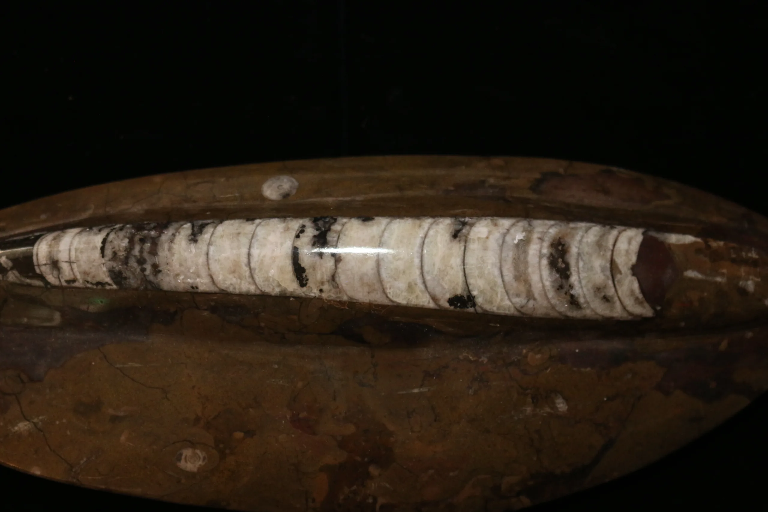 Orthoceras, Morocco 11.25×4 inch Prehistoric Online