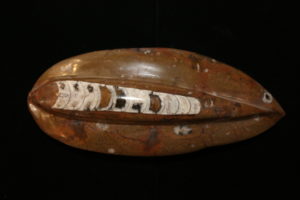 Orthoceras, Morocco 10×4 inch Prehistoric Online