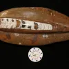 Orthoceras, Morocco 10×4 inch Prehistoric Online