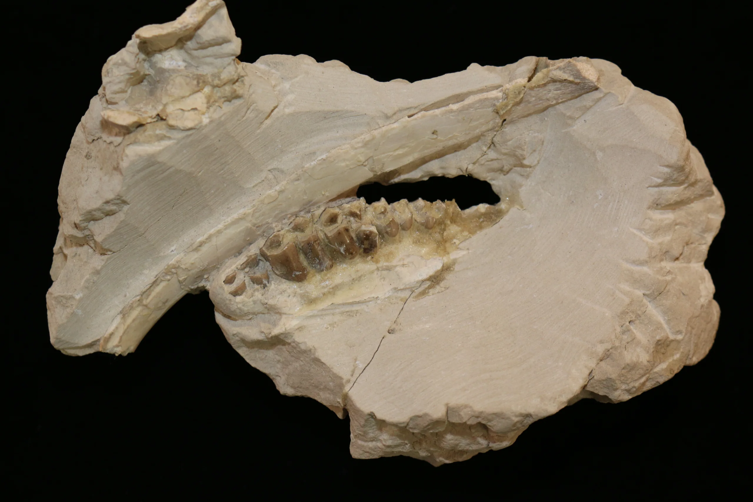 Oreodont Jaw & Rib  South Dakota Prehistoric Online